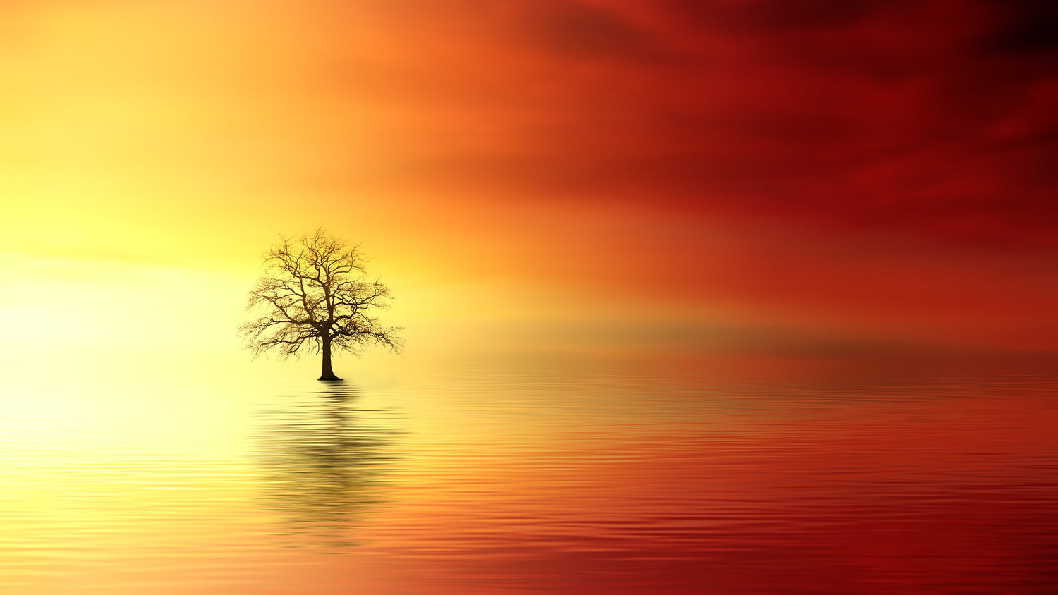 Tree of Life | Sacred Art | Mindfulness Training